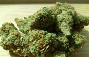 Калининградец в теплице выращивал коноплю, а дома хранил более килограмма марихуаны