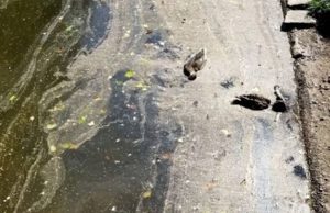 Петербуржцы сообщили о мертвых утках в Удельном парке