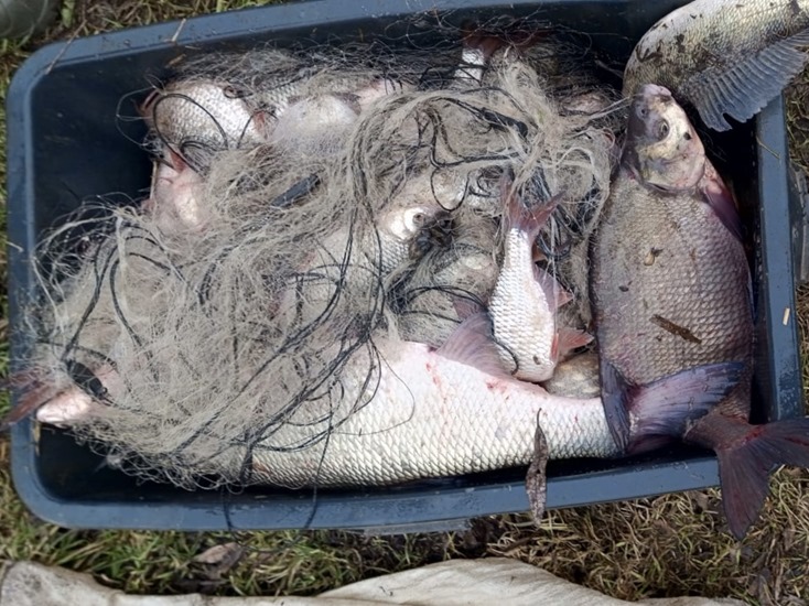 Браконьер в Преголе наловил рыбы на 55 тысяч рублей