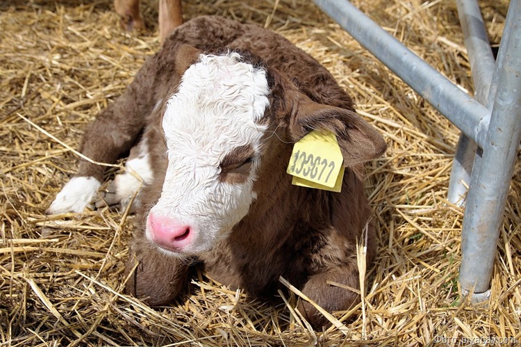 Снижение поголовья коров и свиней наблюдается в Калининградской области