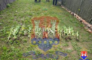 Под Краснознаменском полицейские изъяли у местного жителя 19 растений мака
