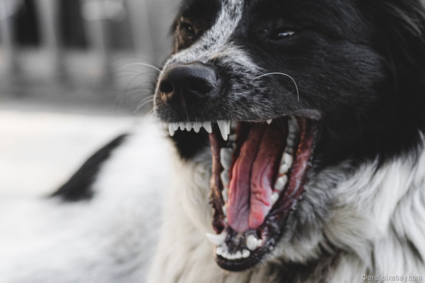 Пострадавшая от нападения собаки калининградца отсудила 100 тысяч рублей
