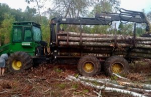 Двух калининградцев задержали за незаконную рубку леса на 2,5 миллиона рублей