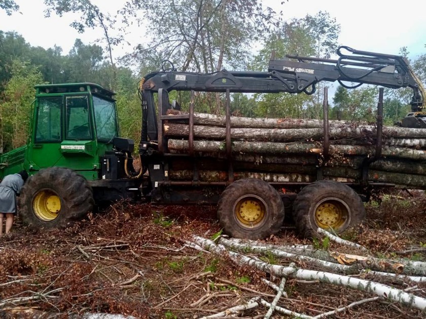 Двух калининградцев задержали за незаконную рубку леса на 2,5 миллиона рублей