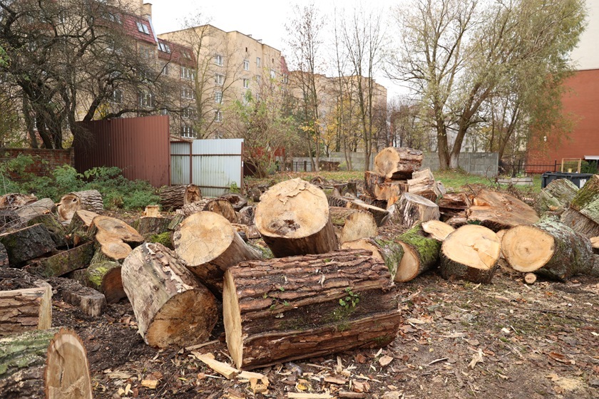 В Калининграде начали принимать заявки на заготовку древесины для льготных категорий граждан