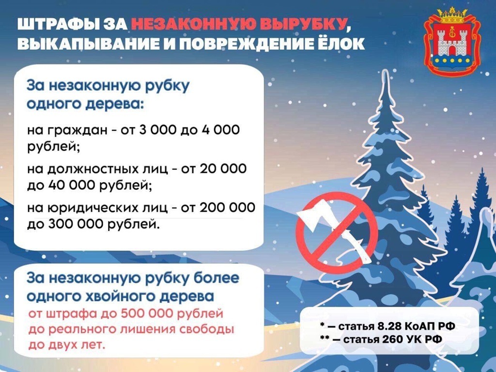 В Калининградской области усилят охрану хвойных деревьев перед Новым годом