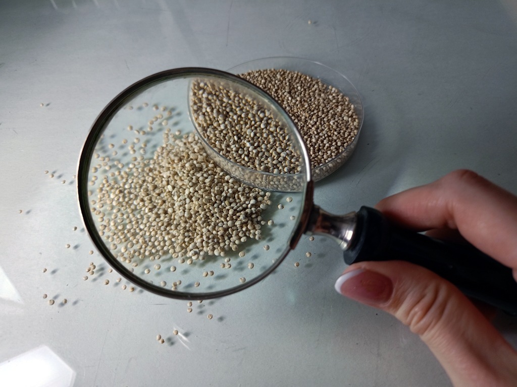 В Калининградскую область завезли 132 тонны белорусского солода для пива и выпечки